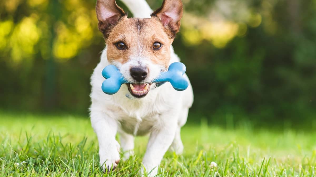 5 Best Chew toys for Small Dogs That Chew On Anything
